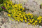 Mauerpfeffer, scharfer Sedum acre 500 Samen gelb