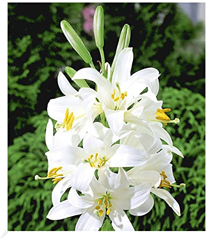 BALDUR Garten 2x Madonnenlilie, Zwiebeln mit Umfang 20-22 cm | Lilium candidum, Blumenzwiebeln, winterhart, mehrjährig, pflegeleicht, blühend, Schnittblume, duftende Lilie, lange Blütezeit