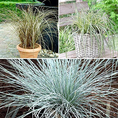 YouGarden Set of Six Colourful Ornamental Grasses, Supplied as Established Plants in 9cm Pots, Garden Ready Ornamental Grass Supplied as Established Plants, Perfect in Borders, Pots or Planters