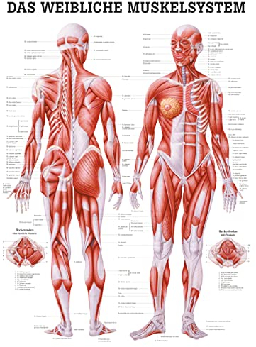 Rüdiger Weibliches Muskelsystem Poster Anatomie 70x50 cm medizinische Lehrmittel für Büros und Schulen