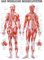Rüdiger Weibliches Muskelsystem Poster Anatomie 70x50 cm medizinische Lehrmittel für Büros und Schulen