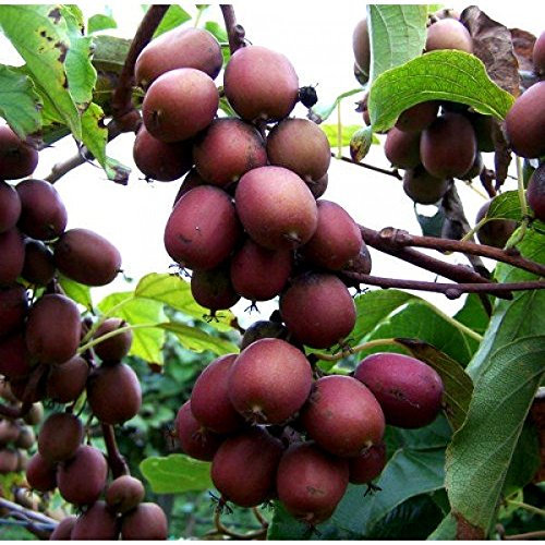 1 PLANTE DE KIWI ACTINIDIA HAYWARD POLLINATEUR (1 PLANTE)
