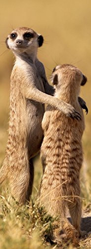 Lustiges Lentikular-Lesezeichen mit Wackelbild / Wechselbild Afrika, Lesezeichen für Kinder als Mitgebsel: ERDMÄNNCHEN-PAAR (Nr. 10177)