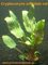 3 Töpfe Cryptocoryne Undulata, Wasserkelche