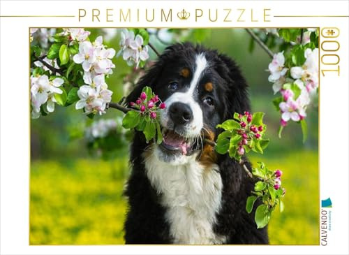 CALVENDO Puzzle EIN Motiv aus dem Kalender Treuer Freund Berner Sennenhund | 1000 Teile Lege-Größe 64 x 48 cm Foto-Puzzle für glückliche Stunden