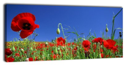 wandmotiv24 Leinwandbild Panorama Nr. 22 Mohnblumenwiese 100x40cm, Keilrahmenbild, Bild auf Leinwand, Kunstdruck Wiese Mohn Feld