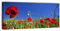 wandmotiv24 Leinwandbild Panorama Nr. 22 Mohnblumenwiese 100x40cm, Keilrahmenbild, Bild auf Leinwand, Kunstdruck Wiese Mohn Feld