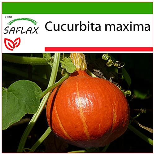 SAFLAX - Kürbis - Japan Hokkaido - 10 Samen - Mit keimfreiem Anzuchtsubstrat - Cucurbita maxima