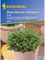 Oregano Griechischer Kreta