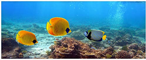 Wallario Glasbild Bunte Fische im Meer - 32 x 80 cm Wandbilder Glas in Premium-Qualität: Brillante Farben, freischwebende Optik