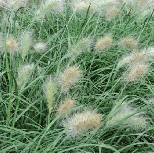 Just Seed - Ornamental Grass - Pennisetum villosum Feathertop - 25 Seeds