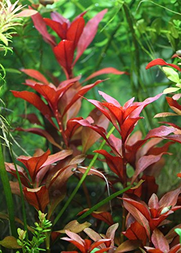 Ludwigia repens 'Rubin' - 1 Bunch - Plantas Naturales para acuarios