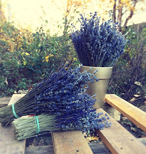 GROßE BÜNDEL Provence Lavendel Blumen GETROCKNETE Blumen Bouquet 300 STÄMME DUFTENDE Hochzeit Handwerk Dekoration
