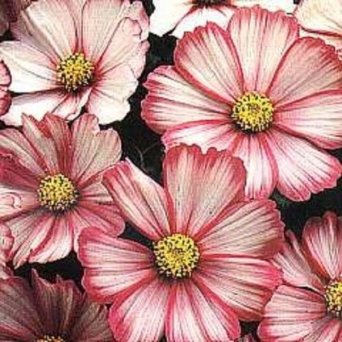 35+ COSMOS RED Picotee Blumensamen/trockenheitstoleranten / LANGLEBIG ANNUAL