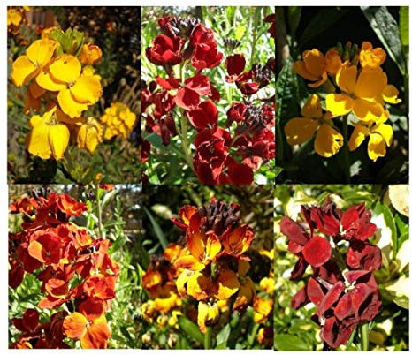 PREMIER SEEDS DIRECT WallFlower English - Bedding Mixed - 18,000 Seeds