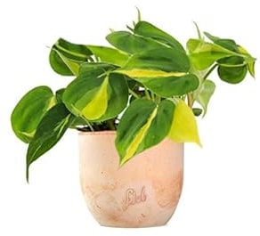 Filodendro Scandens Brazil Altezza 20 cm, Pianta Vera, Pianta da Interno, Vaso Artigianale in Terracotta