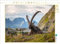 CALVENDO Puzzle Steinbock Siesta | Lege-Größe cm Foto-Puzzle für glückliche Stunden