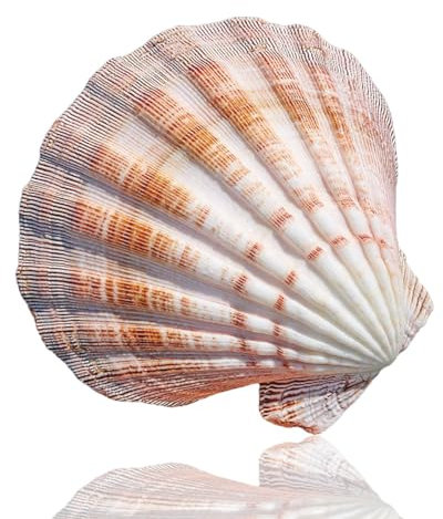 Grand coquillage naturel Conch Shells, 12 à 15 cm de grandes coquilles Saint-Jacques colorées for décoration de mariage, fête à thème sur la plage, décoration de la maison, aménagement paysager d'aqua