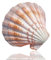 Grand coquillage naturel Conch Shells, 12 à 15 cm de grandes coquilles Saint-Jacques colorées for décoration de mariage, fête à thème sur la plage, décoration de la maison, aménagement paysager d'aqua