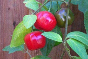 25 Green Manzano Chili Pepper Samen, Capsicum pubescens Chile Rocoto locoto Baum : Seeds Only