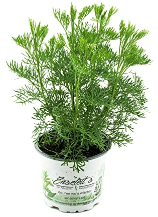 Cola-Strauch, Cola-Kraut, Artemisia abrotanum var. Maritima, frische Coca-Cola Pflanze