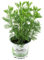 Cola-Strauch, Cola-Kraut, Artemisia abrotanum var. Maritima, frische Coca-Cola Pflanze