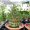 25 Glücksbambus Bonsai Samen Bambus Hydrokultur Pflanze Samen Glücksbambus Kaufen Lucky Bamboo Seed Bambuspflanze Hydrokultur Bonsai Samen Indoor Kunstbonsai