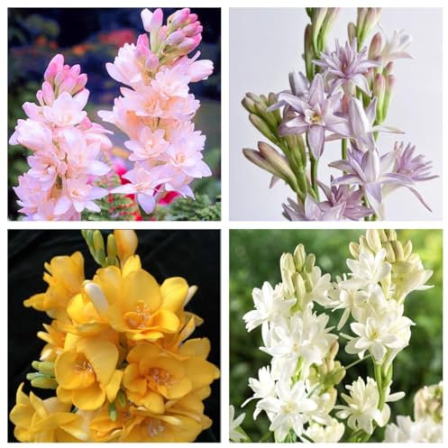 Tuberosa Bulbi di tuberosa Erba perenne Rilascia profumo di notte Adatto per aiuole da giardino-4bulbi-E