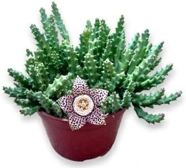Pianta grassa succulenta da Esterno Interno con Vaso (STAPELIA VARIEGATA -)