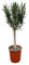Rosenlorbeere - Nerium Oleander auf Stiel mit roter Blüte - 110cm - Ø22cm