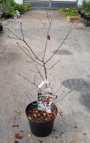 Prunus avium CHERRY BABY® 'Porthos' / Cerisier nain/Conteneur de 7 à 10 litres/Arbuste Fruitier
