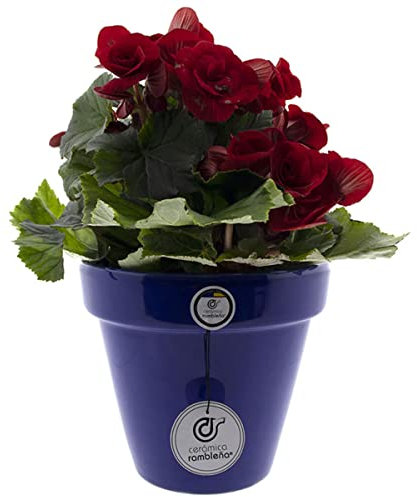 CERÁMICA RAMBLEÑA | Maceta Suelo | Maceta de Barro | Maceta cerámica Decorado Liso | Azul Oscuro - Modelo D98 | 19x19x17 cm