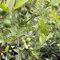 Guave Samen, Guavenbaum samen Kaufen bio saatgut obstbaum alte sorten, baumsamen früchte exotische pflanzen samen, stauden gartenpflanze bäume Bergpflanzung Heilpflanzen Seltene 30pcs