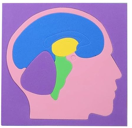 Anatomy Puzzle - Eva Brain Science Experiment Supplies | DIY Human Body Model for Boys Girls Youth Children, Educational Home School Indoor Kindergarten Travel Toy, Fun Learning Puzzle Organizer