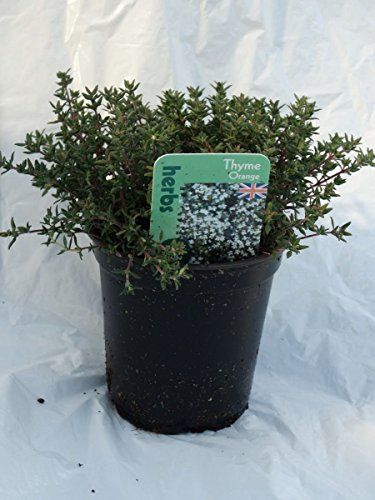 Thyme Orange herb Plant Aromatic Ground Cover Excellent for Bees 9cm Pot