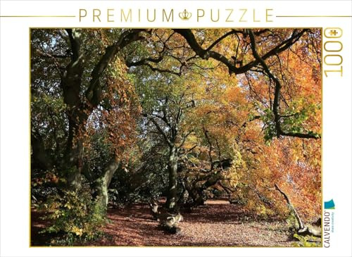 CALVENDO Puzzle Die Süntelbuchenallee von Bad Nenndorf im Oktober | 1000 Teile Lege-Größe 64 x 48 cm Foto-Puzzle für glückliche Stunden