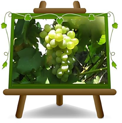 Vigne sans pépins fraise blanche - Plante de fruits vieux porte-greffe sur pot 15- arbre max 120~130 cm