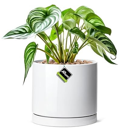 Aveyas Keramik-Pflanztopf, 20,3 cm, glänzendes Weiß