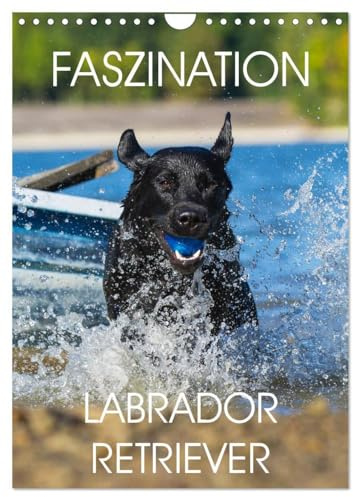Faszination Labrador Retriever (Wandkalender 2026 DIN A4 hoch), CALVENDO Monatskalender: 13 Fotos zeigen die Faszination einer der beliebtesten Hunderassen (CALVENDO Tiere)