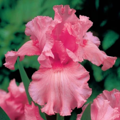Iris Plants Perennial, Rare and Beautiful Iris Bulbs in Bulk,Planting for Stunning Garden Displays-10bulbs-G