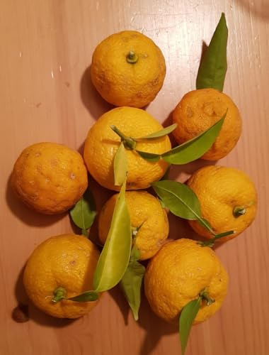 Citrus x junos sur Poncirus trifoliata/Citronnier Yuzu/Conteneur de 7 à 10 litres/Tigette