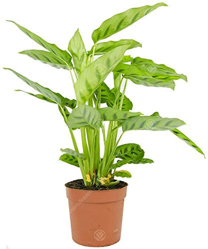 Calathea Leopardina - Prayer Plant - Indoor Houseplant for Home or Office - Potted Air Purifying Plants for Small and Large Spaces - Bright Green Foliage Leaves (30-40cm Incl. Pot)