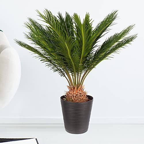 Japanischer Palmfarn, Cycas Revoluta, echte Zimmerpflanze, Topfgröße 17 cm, Höhe circa 60 cm, Zimmerpflanzen für die Wohnung oder das Büro, Pflanzenversand
