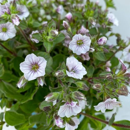 Bio Himalaja-Schleierkraut, weiß, Topf 11x11 cm, 3 Pflanzen