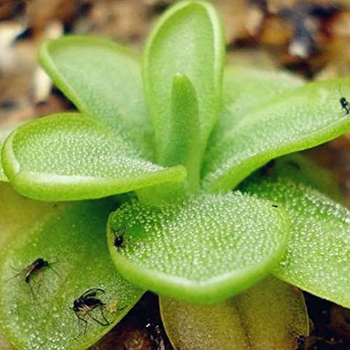 SANWOOD Semillas de plantas carnívoras para la plantación de jardines domésticos, atrapa insectos Carnívoras Plantas Semillas de Planta Jardín Inicio Jardín Bonsai Decoroation Seeds