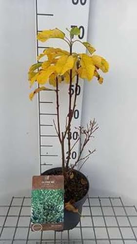 Amelanchier aln. 'Obelisk' - Felsenbirne 50-60 cm Container
