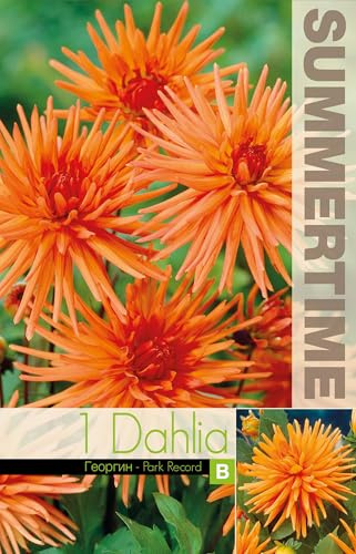 AGRONOM | DAHLIEN - PARK RECORD | Mehrjährige Blumenzwiebeln | Orange Blumen | Werden in Blumengärten, Töpfen angebaut, in blühenden Rasenflächen | 1 Blumenzwiebel