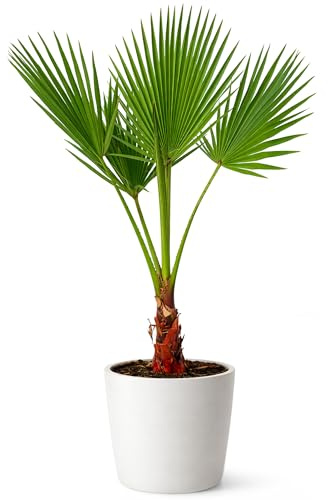 Palme Winterhart Für Außen Washingtonia 140cm - Palmen Winterhart Draußen - Palmen für draußen (Washingtonia)