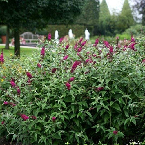 GARTEN SCHLÜTER® Zwerg-Schmetterlingsflieder Miss Ruby | Sommerflieder (Buddleja) Pflanze in rot, halbschattig und winterhart - Flieder-Strauch