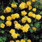 Ponak Neue 50 PC Kletterrose Blumensamen für schöne Gartenarbeit Gelb